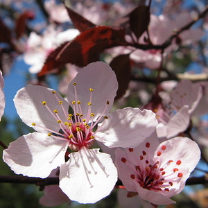 Prunus CER. NIGRA SCH 120 cm toppodet 2 års krone