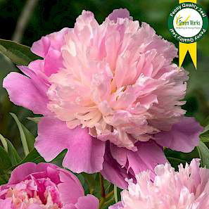 Paeonia Lac. Sorbet