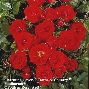 Charming Cover®