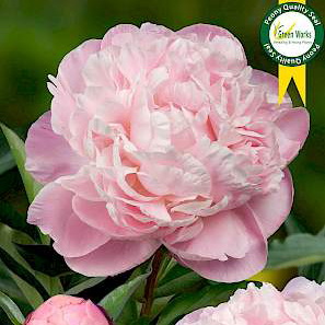 Paeonia Lac. <Nick Shaylor